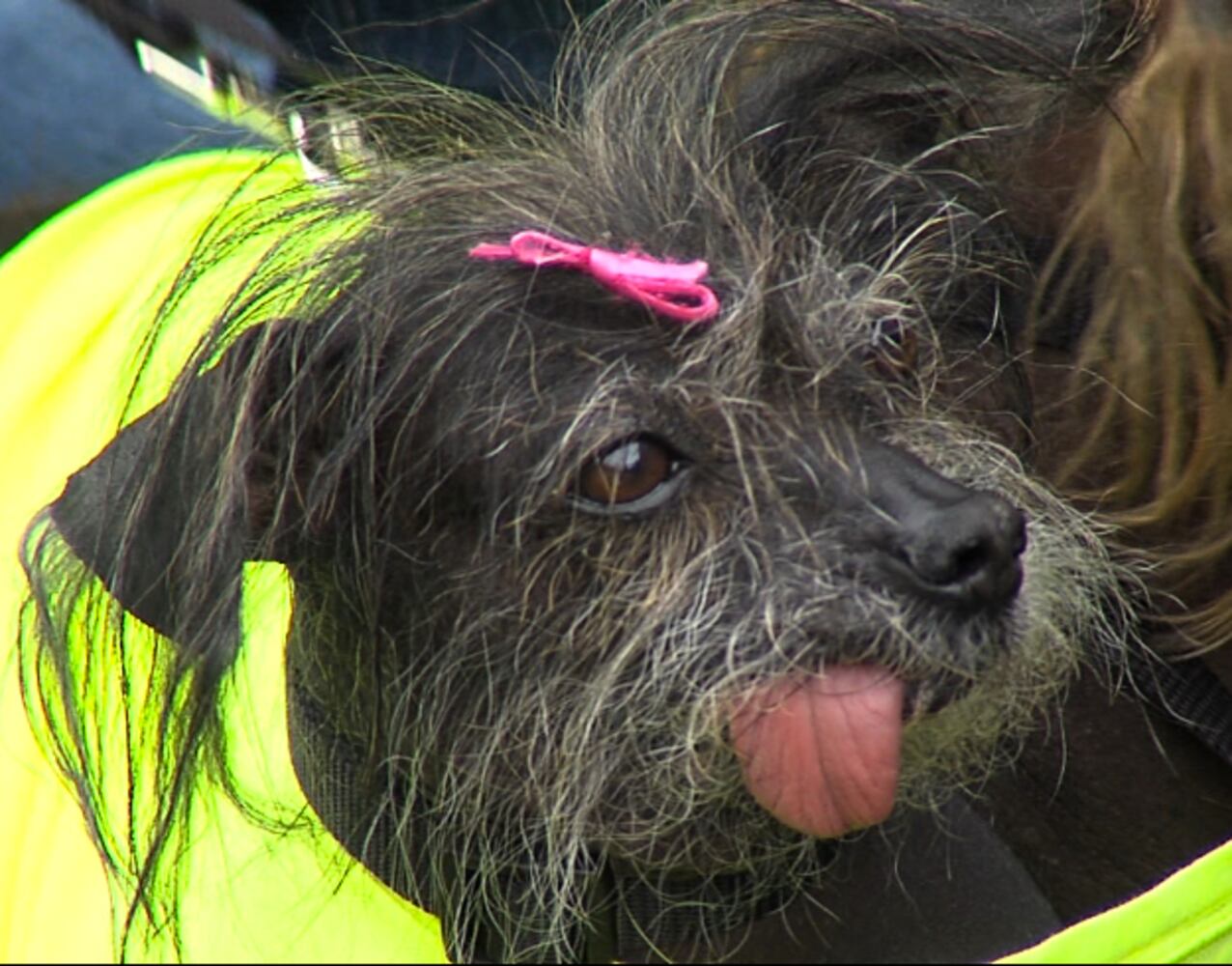 2012 Ugliest Dog Winner 'Mugly' and others
