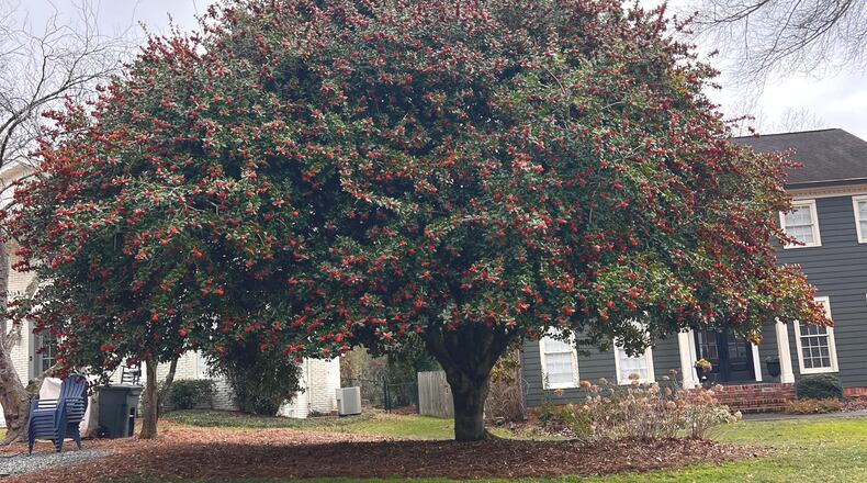 Beautiful Burford hollies are grown throughout the world, but few people realize they originated in our own Westview Cemetery.