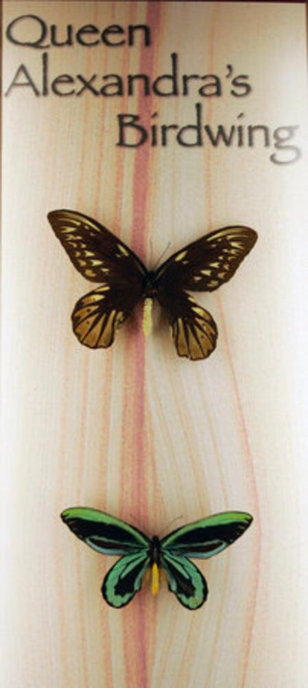 Insect museum a hit in New Orleans