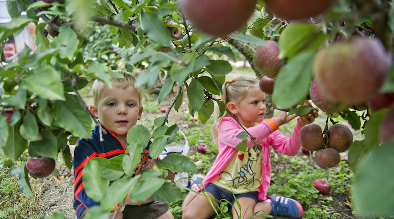 R.J. Meyers (left) and his sister Grace pick apples at Hillcrest Orchards in Ellijay on September 14, 2014. (Photo by JONATHAN PHILLIPS)