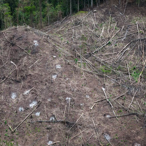 FILE - Deforestation is visible near several wood pellet production companies in Pohuwato, Gorontalo province, Indonesia, Oct. 22, 2024. (AP Photo/Yegar Sahaduta Mangiri, File)