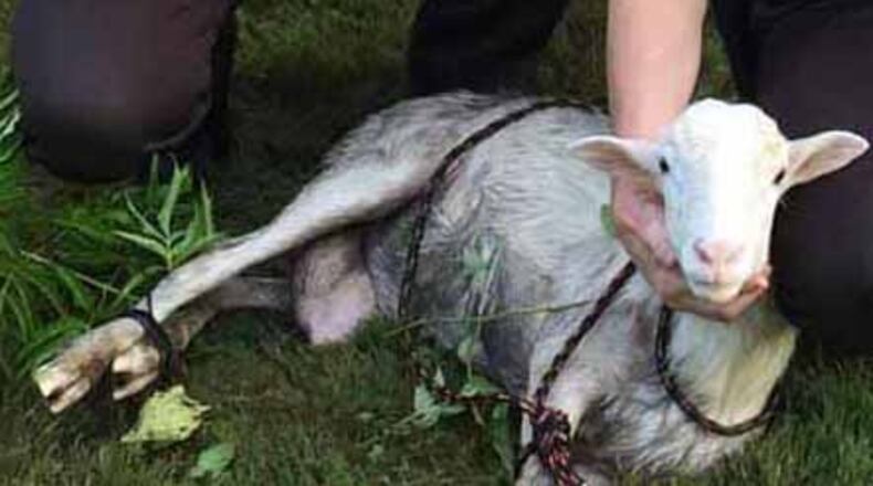 Cherokee County deputies captured a goat Sunday morning that had been darting into traffic.