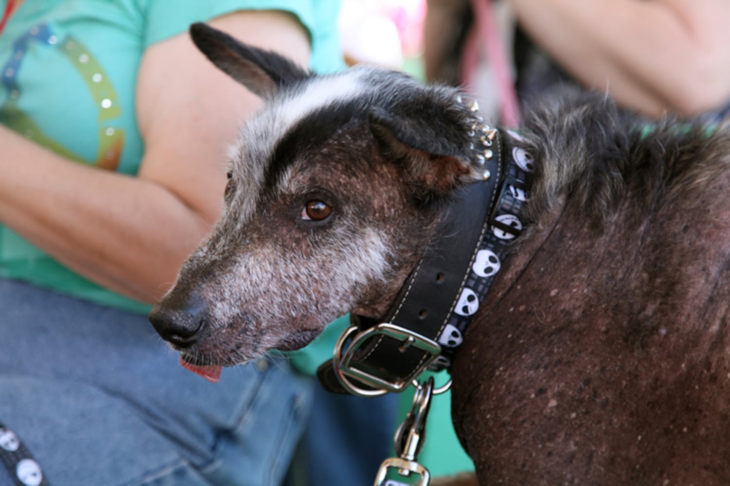Contestants from the 2013 World's Ugliest Dog contest