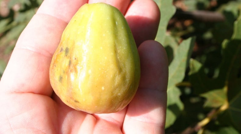 Figs in Georgia don’t need wasps to make delicious fruit. Contributed by Walter Reeves.