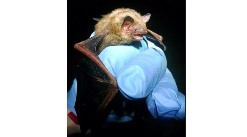 The tricolored bat (formerly called the Eastern pipistrelle) is one of Georgia's 16 native bat species. Its population, however, has been decimated by white-nose syndrome. (Courtesy of Elysia Webb/Creative Commons)