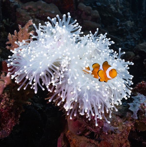 In this photo provided by Morgan Bennett-Smith, a clownfish is shown next to an anemone in Kimbe Bay, off the coast of Papa New Guinea. (Morgan Bennett-Smith via AP)