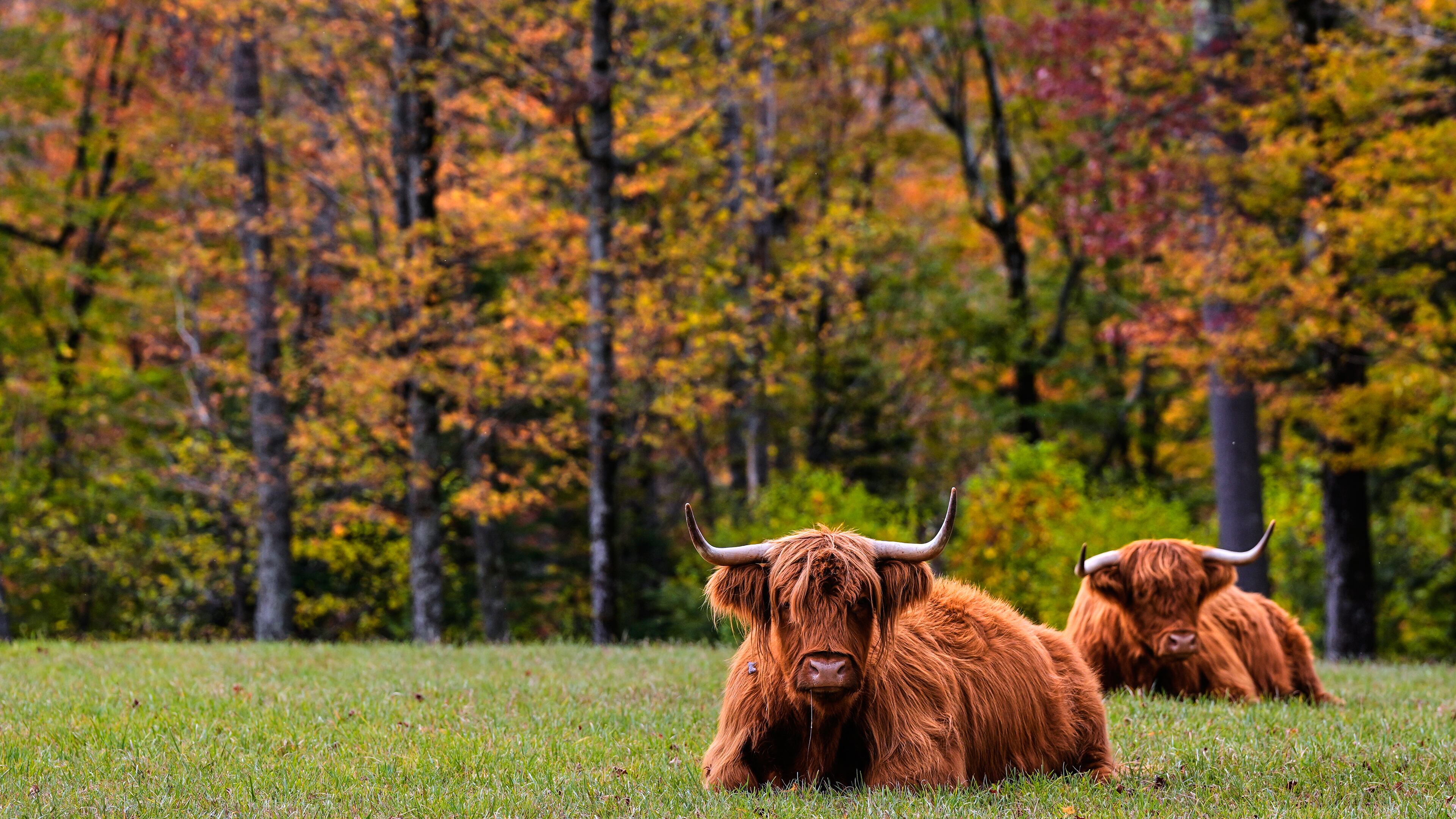 Highland cattle from the Star Lake Cattle Company, who have bred many National Champions, rest near trees with colorful fall foliage, Tuesday, Oct. 14, 2025, in Georges Mills, N.H. (AP Photo/Charles Krupa)