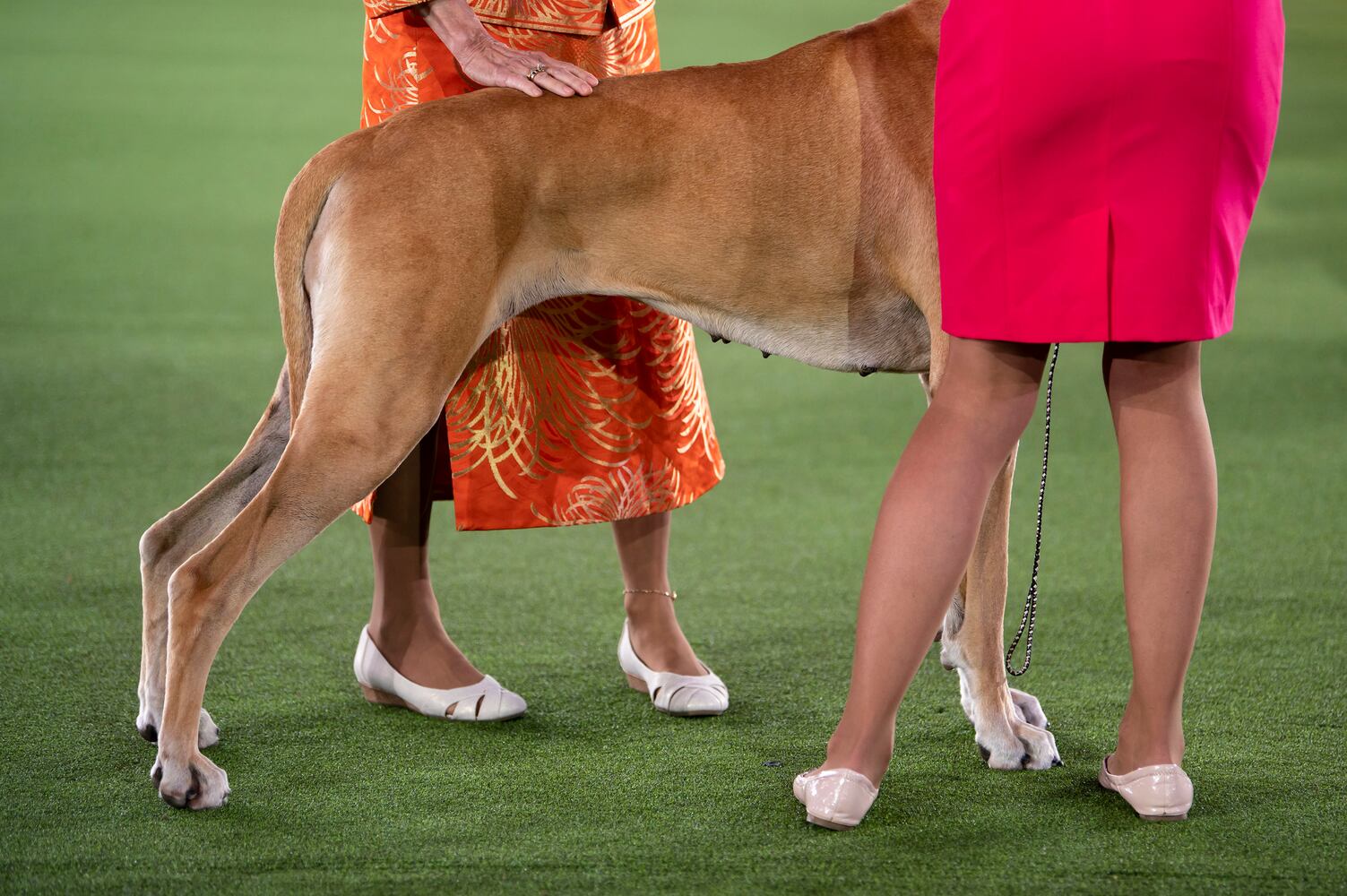 A Great Dane competes in the working group final at the Westminster Kennel Club Dog Show, held at the Lyndhurst Mansion in Tarrytown, N.Y., on Sunday, June 13, 2021. (Karsten Moran/The New York Times)