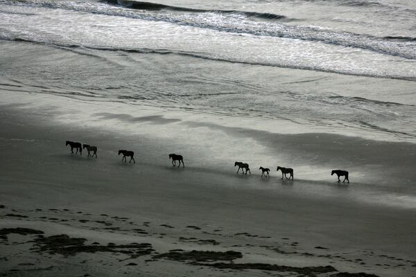 A herd of wild horses walk the edge of Sea Camp Beach on Cumberland Island, Georgia's largest and southern-most barrier island where bands of feral horses roam the dunes and marshes. Made with a Canon EOS 1 DX camera, a 500 mm lens, 1/8000 second, F/5.6, ISO 400.    CURTIS COMPTON / ccompton@ajc.com