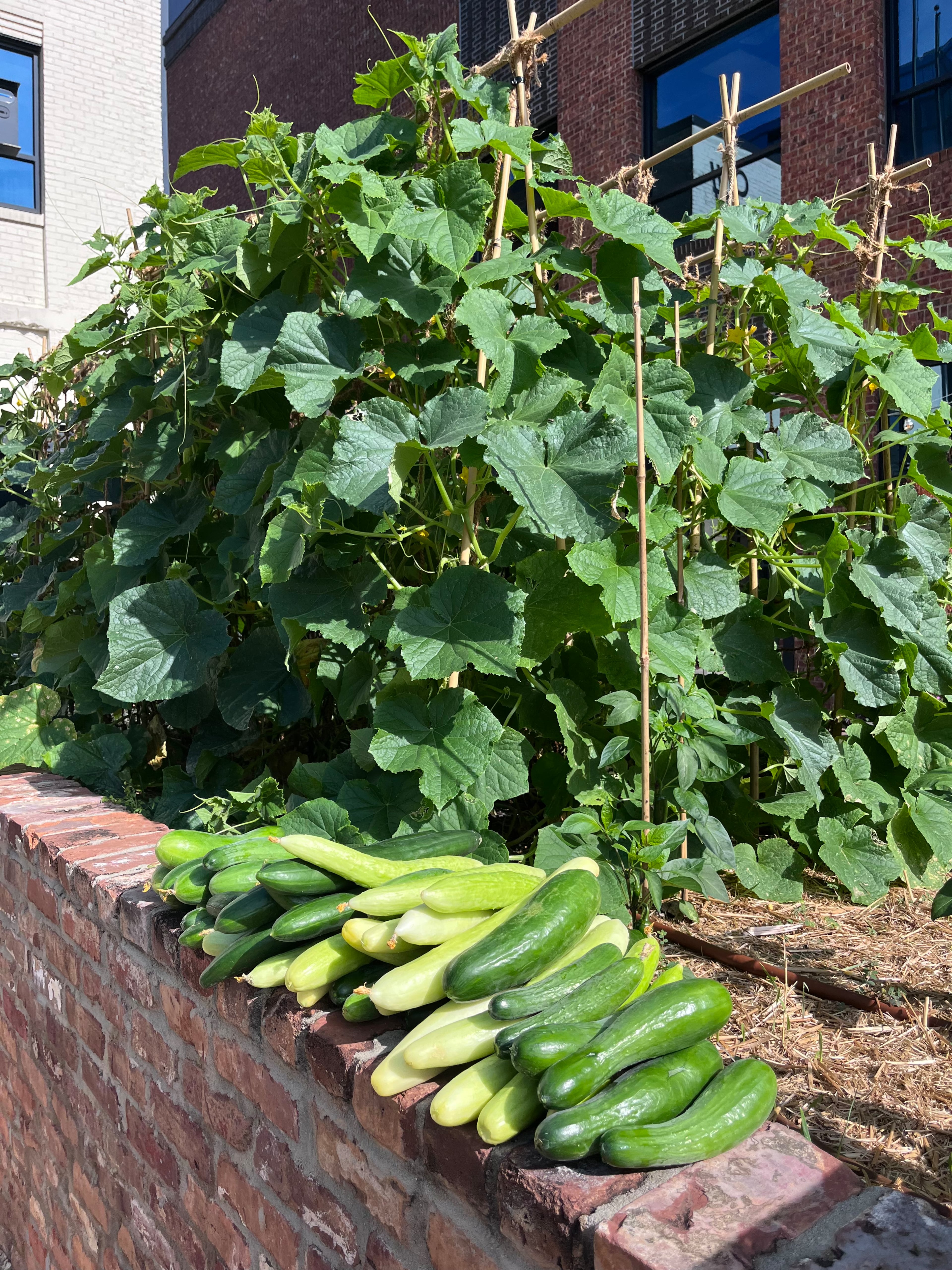 Zucchini in Avize's garden is tended by Natural Born Tillers. (Courtesy of Natural Born Tillers)