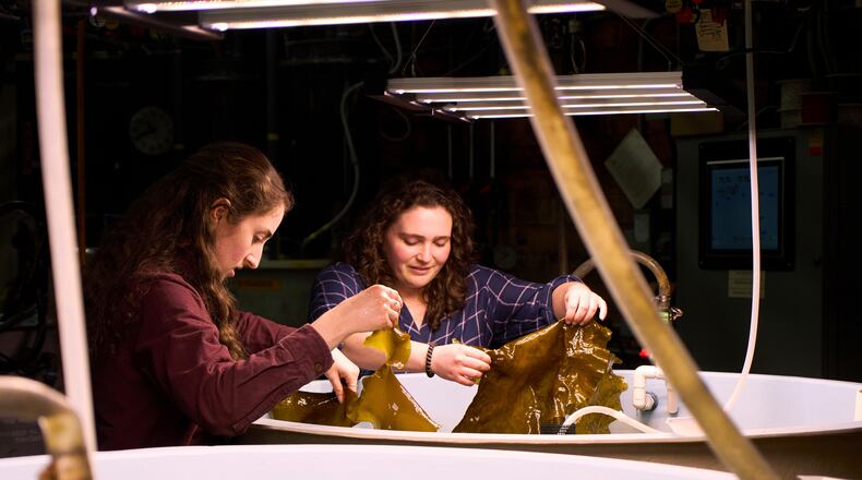 Hadley Kerr, left, and Morgan Anthony hold pieces of tank-grown kelp Friday, March 13, 2026, at the Woods Hole Oceanographic Institution in Woods Hole, Mass. (Ana Georgescu/MIT Graduate Program in Science Writing via AP)