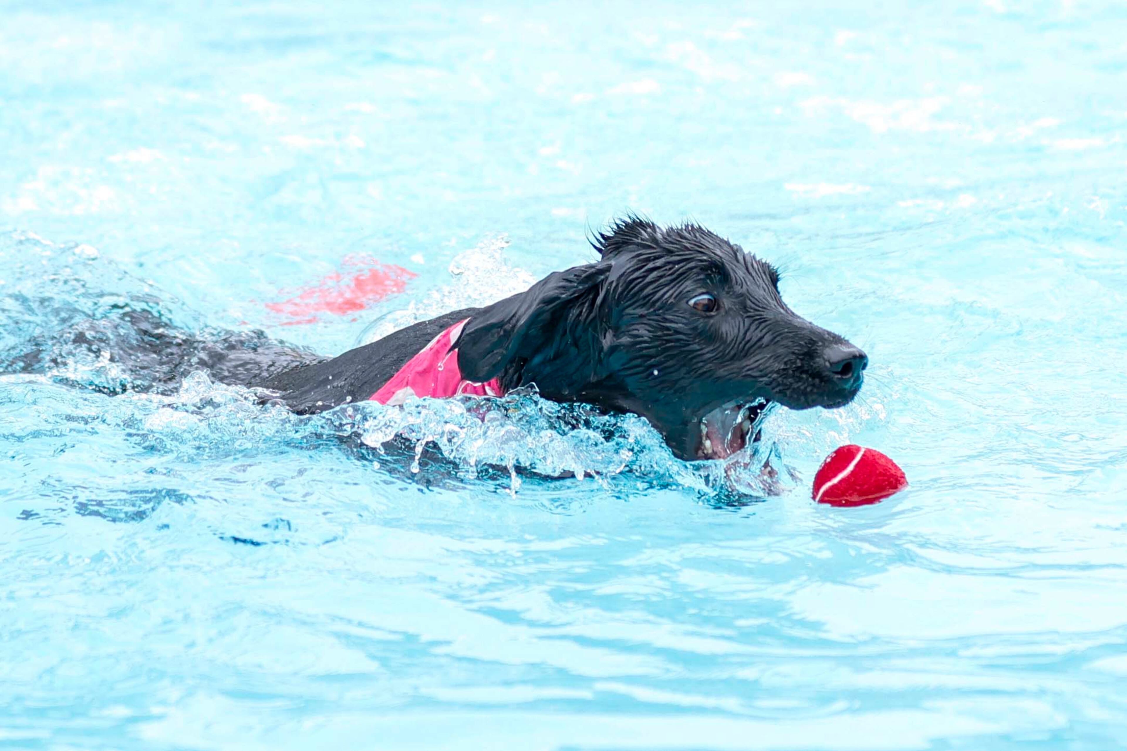 Lato (2) keeps an eye on the tennis ball tossed by his owner Eric Erickson during the XV annual Splish Splash Doggie Bash at Piedmont Park on Sunday, October 5, 2025. The proceeds support Piedmont Park Dog Parks.
(Miguel Martinez/ AJC)