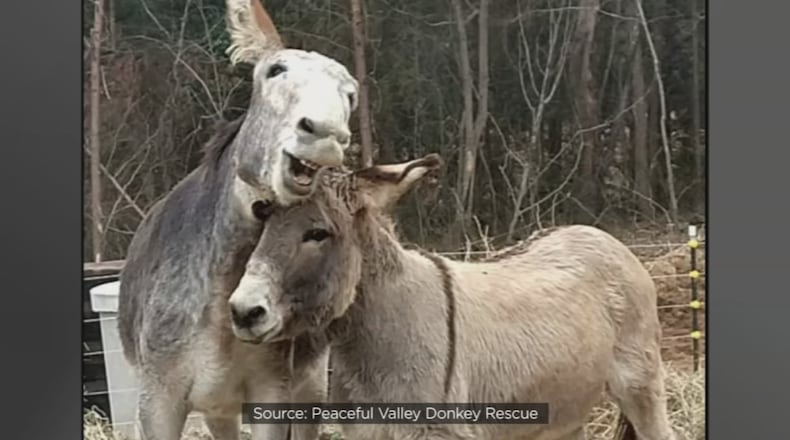 (Peaceful Valley Donkey Rescue via WFTV.com)