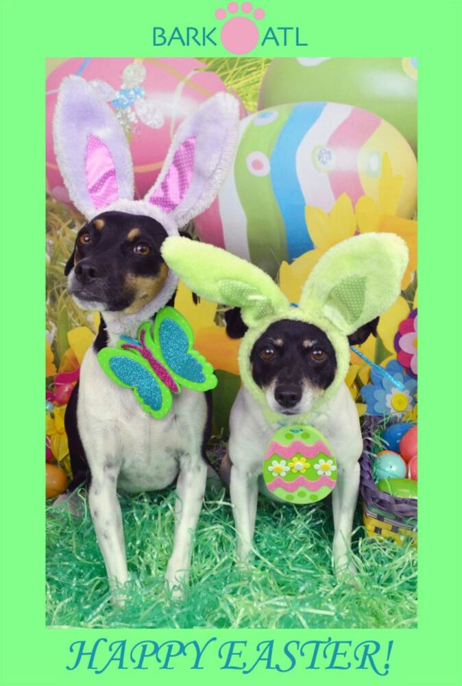 Easter pups on parade at Bark ATL 2013