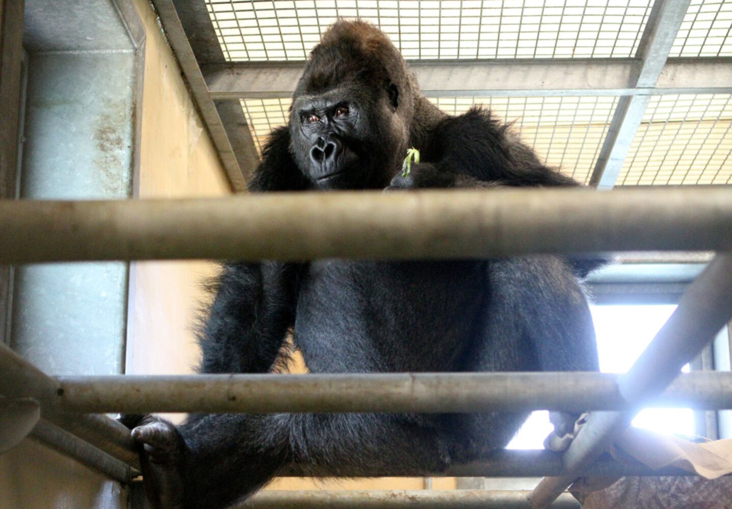 AJC Photojournalist Phil Skinner--Photos of the Year, 2013