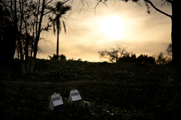 A pair of mailboxes collapse into the bushes along Old Coach Drive after the Mountain Fire burned through the area Wednesday, April 16, 2025, in Camarillo, Calif. (AP Photo/Wally Skalij)