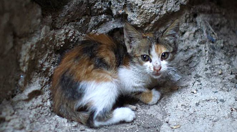 Public Health officials warn against capturing or feeding feral cats. A stray cat like this one recently bit and scratched three people and a family dog in Forsyth County and subsequently tested positive for rabies. AJC FILE
