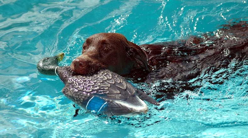 Scientist discovered that chocolate labs are more likely to develop skin and ear diseases, and to die sooner than yellow or black labs. They believes genetics could play a role in the cause.