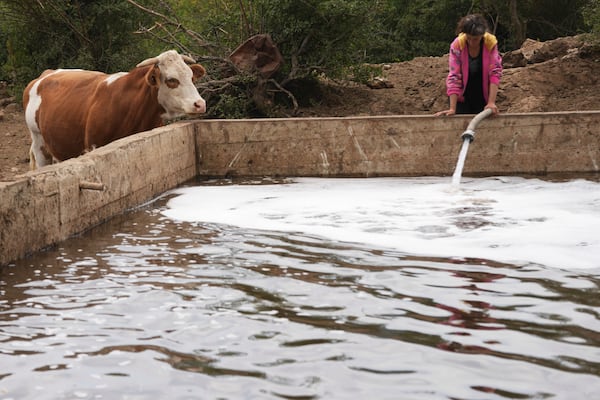 A cow came to drink as cowherd fill up the pond with water during a severe drought on a mountain Suva Planina, in southeast Serbia, Thursday, July 17, 2025. (AP Photo/Darko Vojinovic)
