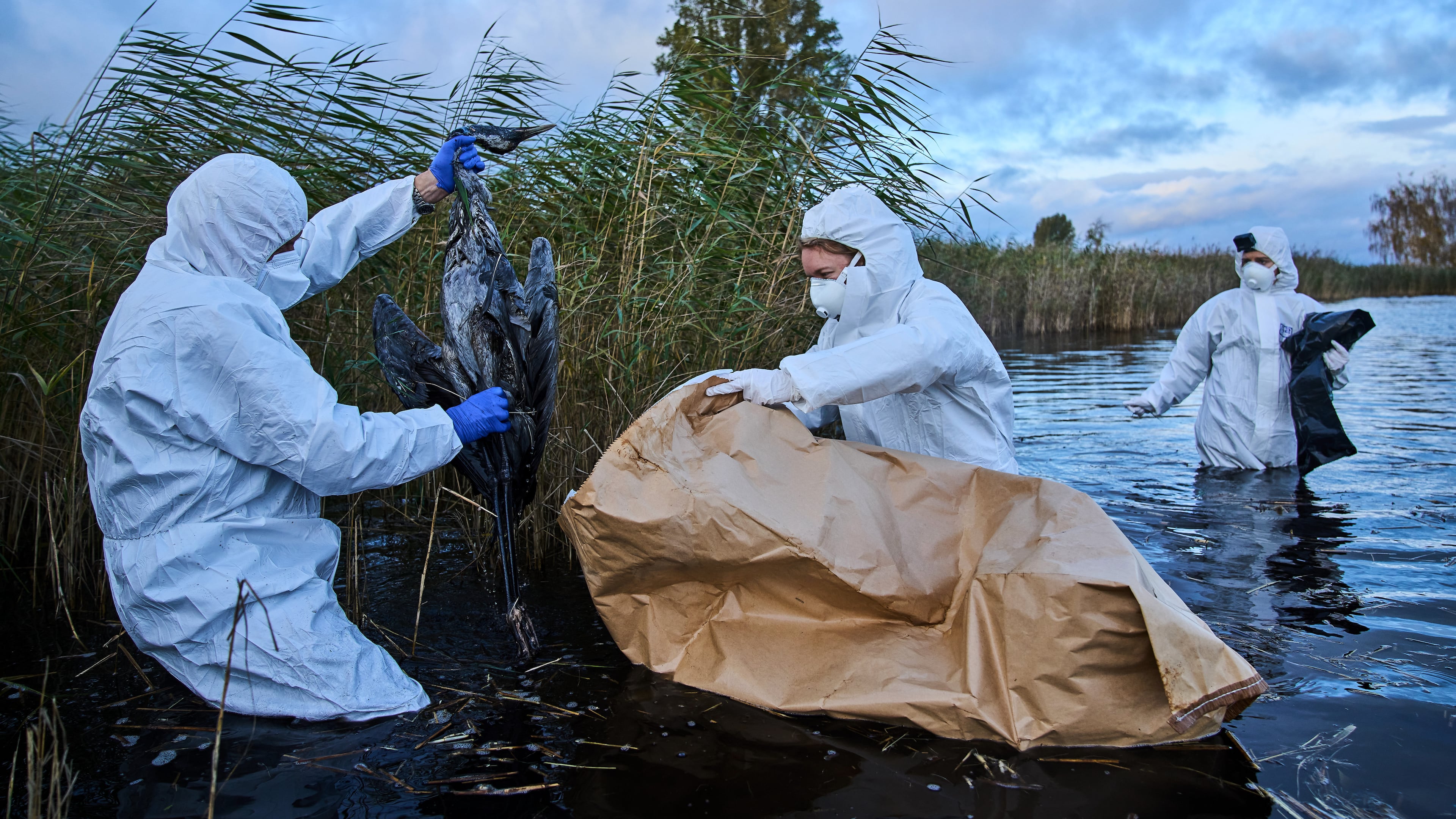 Environmental workers collect the bodies of the birds have died from bird flu in a lake in Linum, Brandenburg, Germany, Monday, Oct. 27, 2025. (AP Photo/Ebrahim Noroozi)