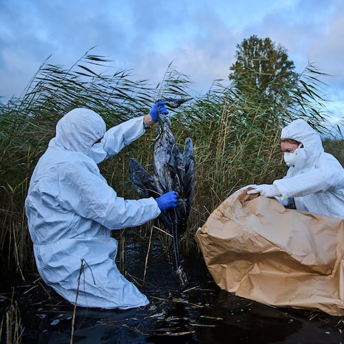 Environmental workers collect the bodies of the birds have died from bird flu in a lake in Linum, Brandenburg, Germany, Monday, Oct. 27, 2025. (AP Photo/Ebrahim Noroozi)