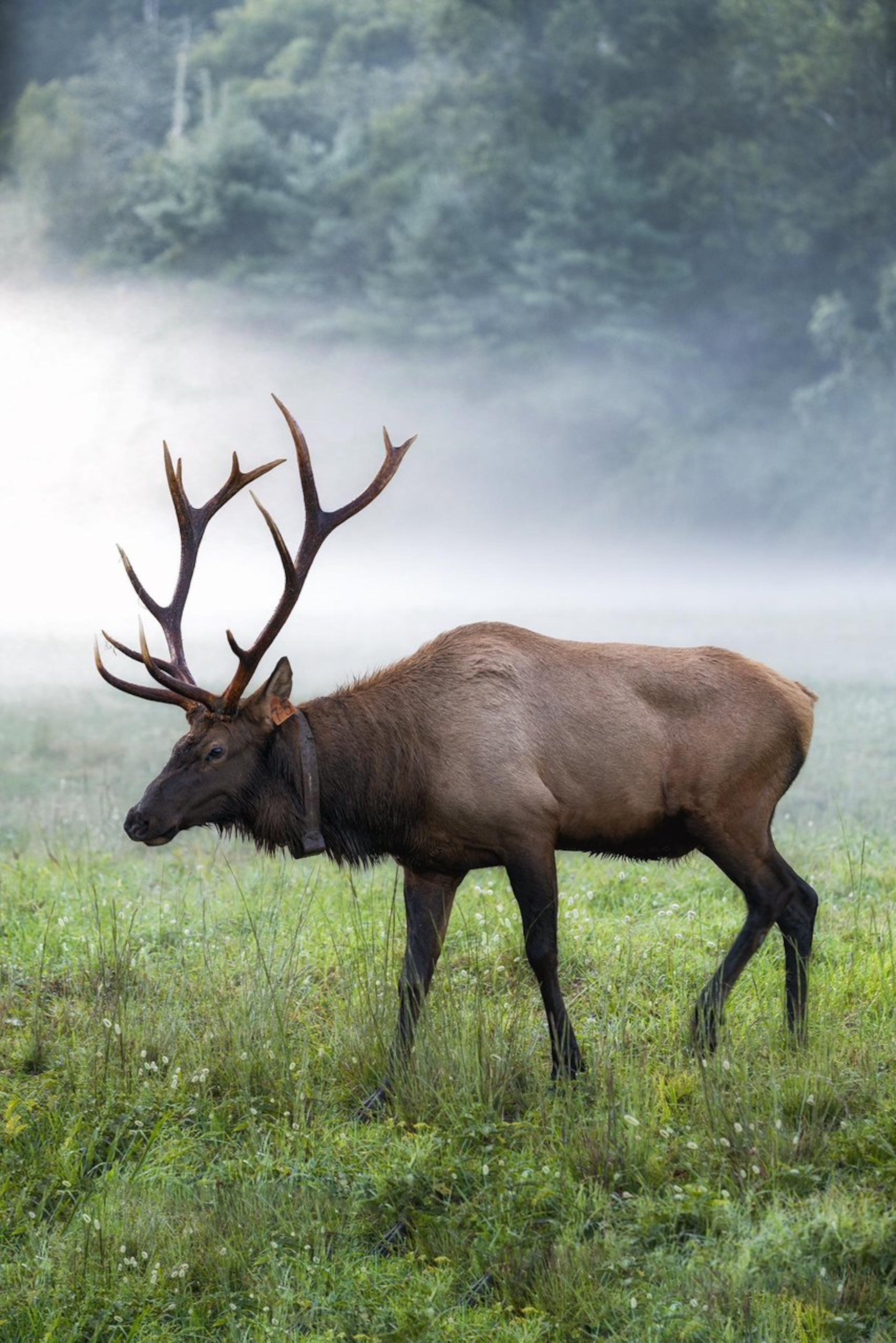 Elk roam in Cataloochee Valley in the Great Smoky Mountains National Park. Provided by Visit Haywood.
