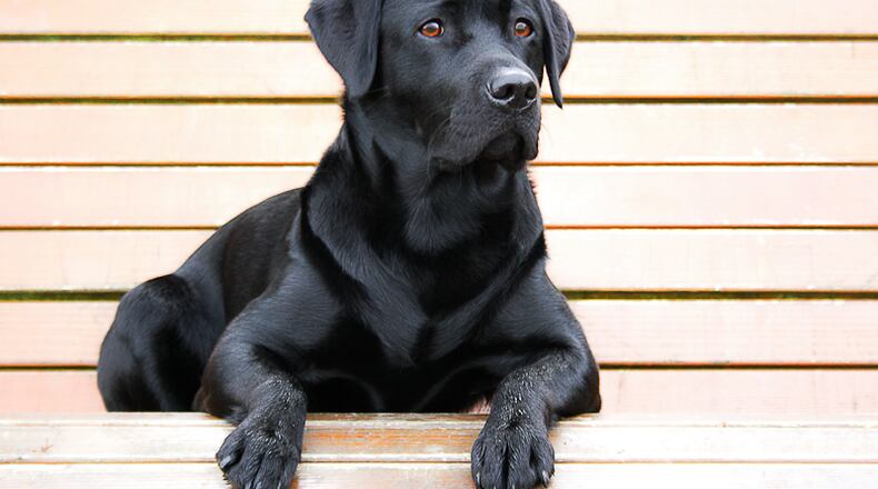 A black Labrador retriever. (Photo: Andreas/Flickr/Creative Commons)