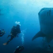 Scientists have studied animal movements underwater over decades. Pictured is a whale shark encountered by Georgia Aquarium researchers on an expedition before the 2024 Atlantic hurricane season.