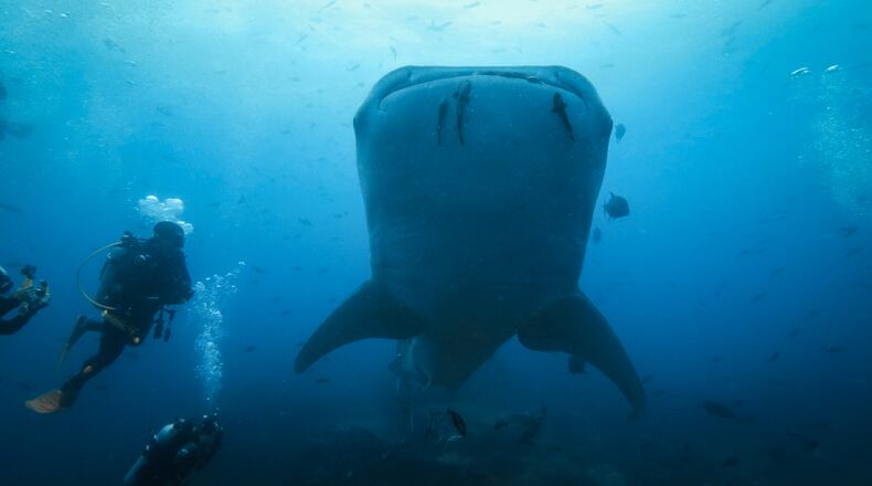Scientists have studied animal movements underwater over decades. Pictured is a whale shark encountered by Georgia Aquarium researchers on an expedition before the 2024 Atlantic hurricane season.
