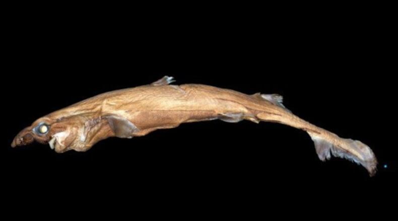 A new species of shark, part of the Lanternshark family, was discovered 1,000 feet deep in the Pacific Ocean off the coast of the Northwestern Hawaiian Islands. The unusual looking fish with a tiny body and big snout glows in the dark.