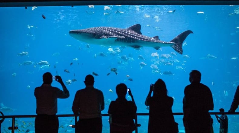 Aquarium visitors photograph a passing shark