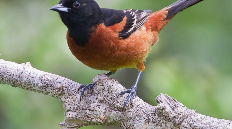 The orchard oriole (male shown here) starts returning in March to nesting grounds in Georgia after spending the winter in Latin America. (Dan Pancamo/Creative Commons)
