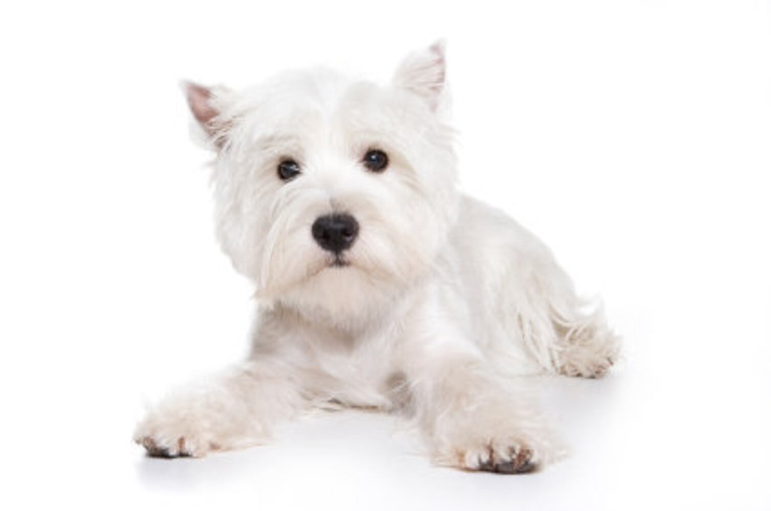 Popular hypoallergenic dogs