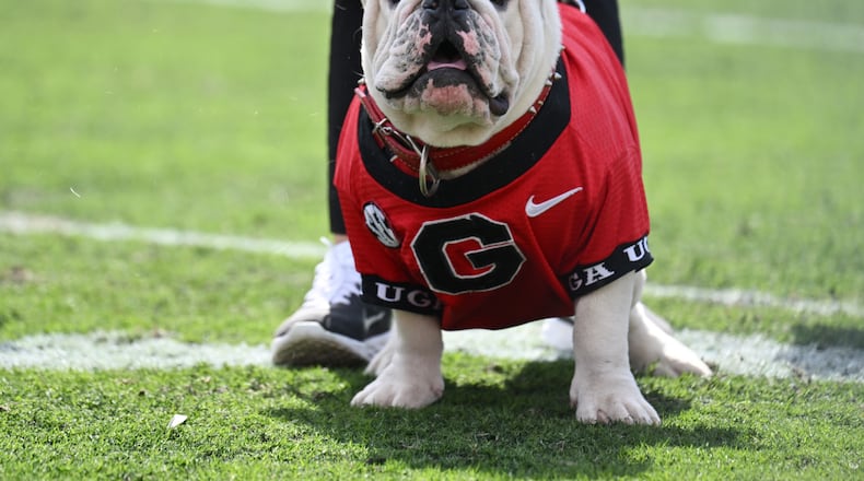 The University of Georgia introduce Boom, a 10-month-old English Bulldog, as Uga XI, during pregame ceremonies at the G-Day game at Sanford Stadium, Saturday, April 15, 2023, in Athens. (Hyosub Shin / Hyosub.Shin@ajc.com)
