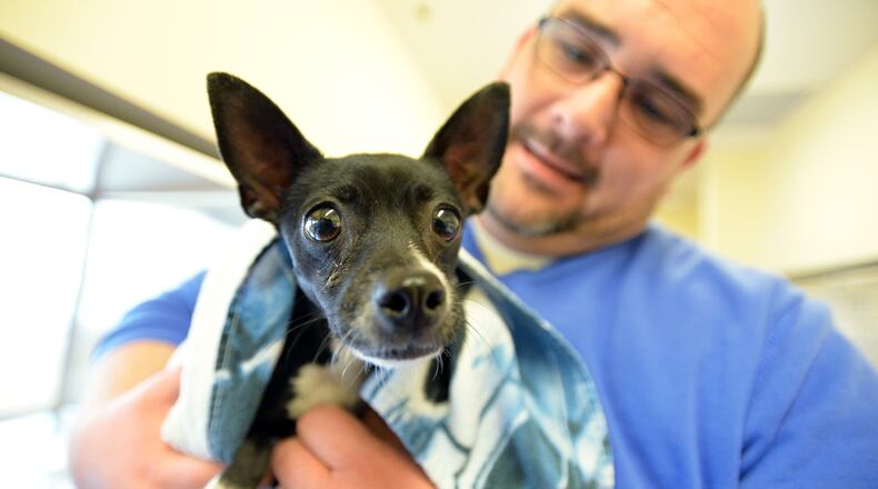 Gwinnett County Animal Shelter is running a one-day $20 “Clear the Shelter” adoption special on St/ Patrick’s Day.