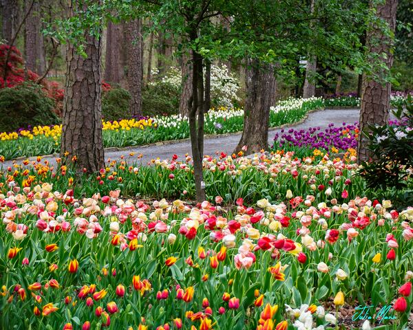Garvan Woodland Gardens in Hot Springs, Arkansas, hosts an annual Tulip Extravaganza.
Courtesy of Garvan Woodland Gardens.