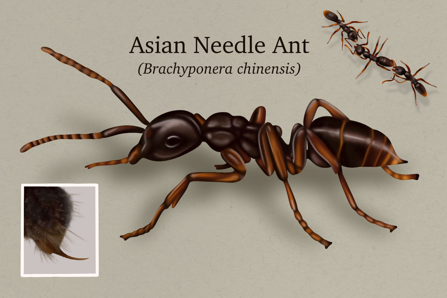 The Asian needle ant is nothing new to Georgia, according to University of Georgia Orkin Professor of Urban Entomology Dan Suiter. It’s been in the United States for roughly 100 years.  (Courtesy of University of Georgia/Kayla Plagenhoef)