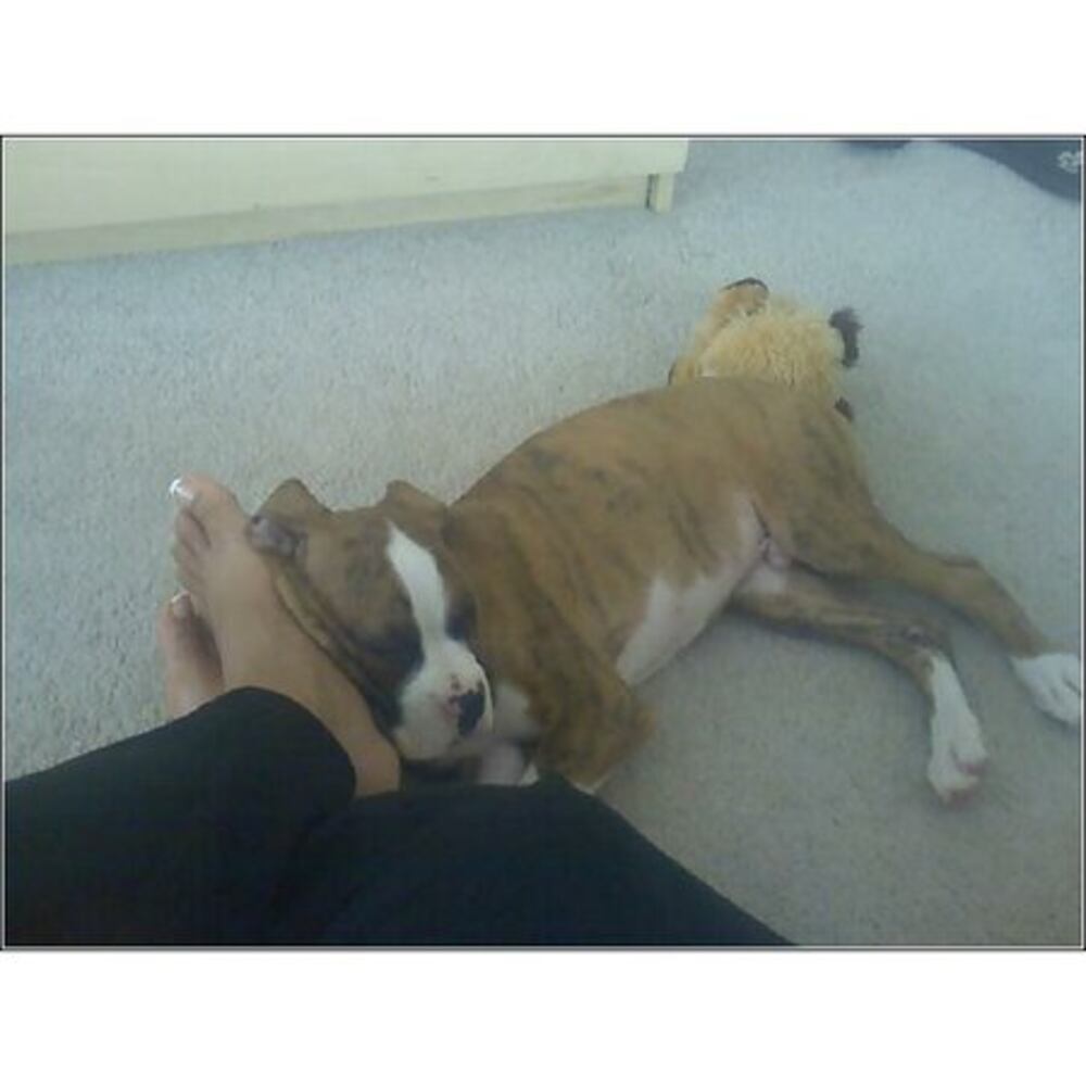 Atlanta's Top Dogs: 5. Boxers