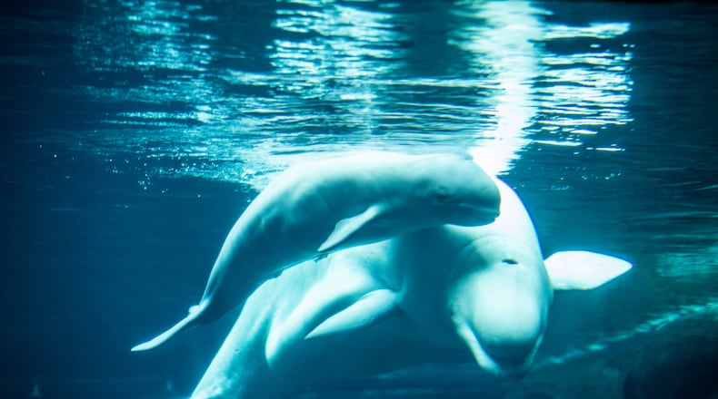 The beluga infant born at the Georgia Aquarium to mother Whisper has been named Shila," which means "flame." CONTRIBUTED: GEORGIA AQUARIUM