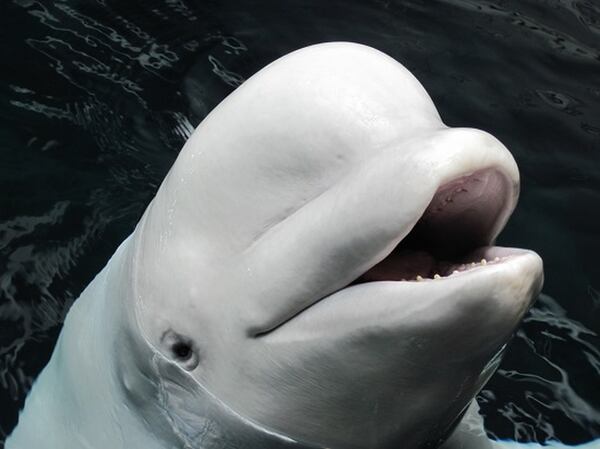 Beluga whale Maris died Thursday afternoon at the Georgia Aquarium. (Credit: Georgia Aquarium)