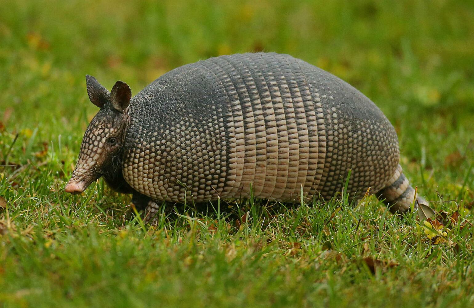 Armadillo