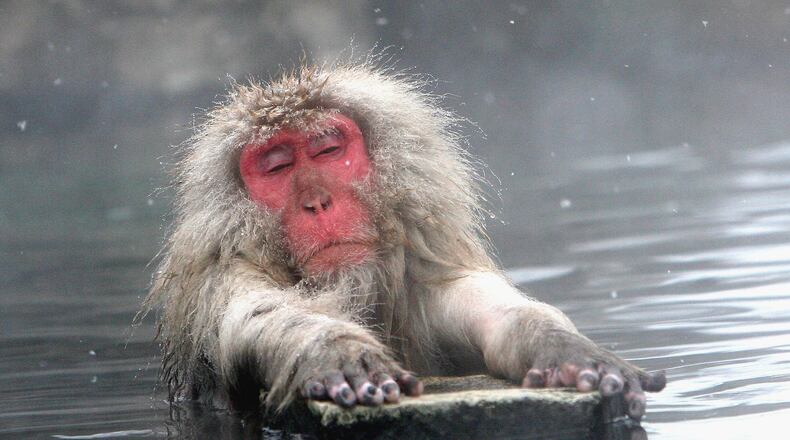 A Japanese macaque monkey relaxing in hot springs. It is not a contestant in the Takhini Hot Springs International Hair Freezing Contest. (Photo: Koichi Kamoshida/Getty Images)