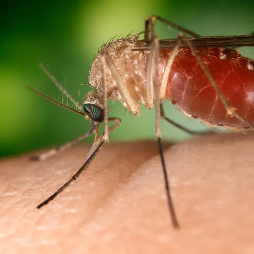 West Nile virus is a flulike disease spread by mosquito bites, according to medical professionals. (Courtesy of the CDC)