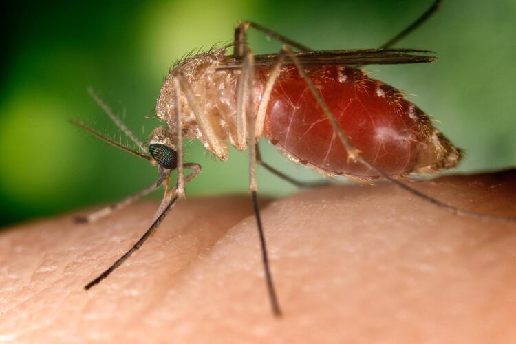 West Nile virus is a flulike disease spread by mosquito bites, according to medical professionals. (Courtesy of the CDC)