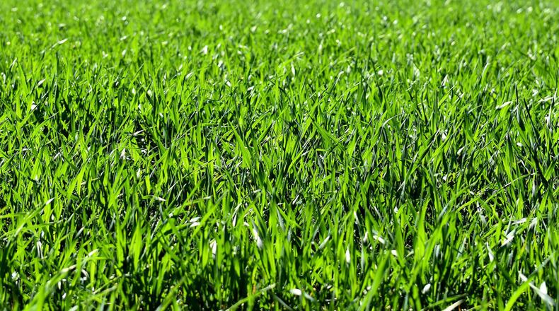 FILE PHOTO: To make sure your dogs have a safe way to relieve themselves without having to brave roaring winds and possible flying debris, you can set up an indoor pet bathroom.