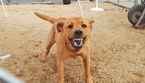 Barking dogs are the focus of an Atlanta ordinance. A.P. photo