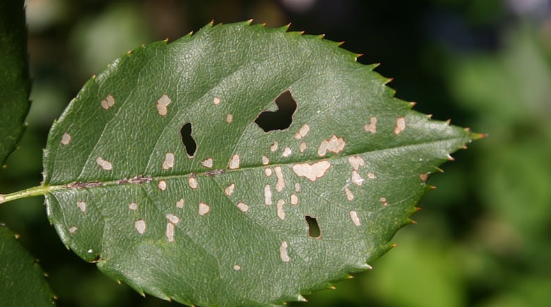 Sawfly larvae chew holes in the leaves of roses and hibiscus. PHOTO CREDIT: Walter Reeves