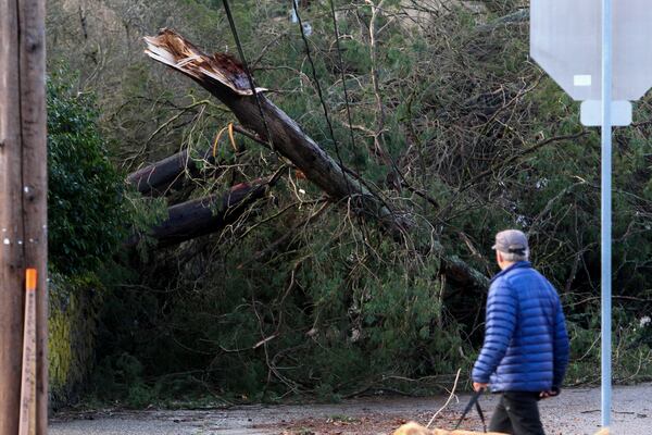 FILE - A man looks at a tree that fell on power lines during a major storm in Issaquah, Wash., on Friday, Nov. 22, 2024. (AP Photo/Manuel Valdes,File)