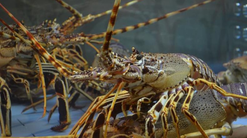 File photo of lobsters.