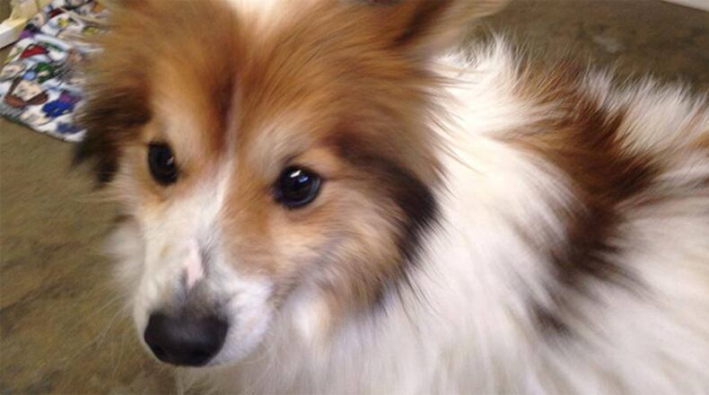 Peanut (via Facebook)